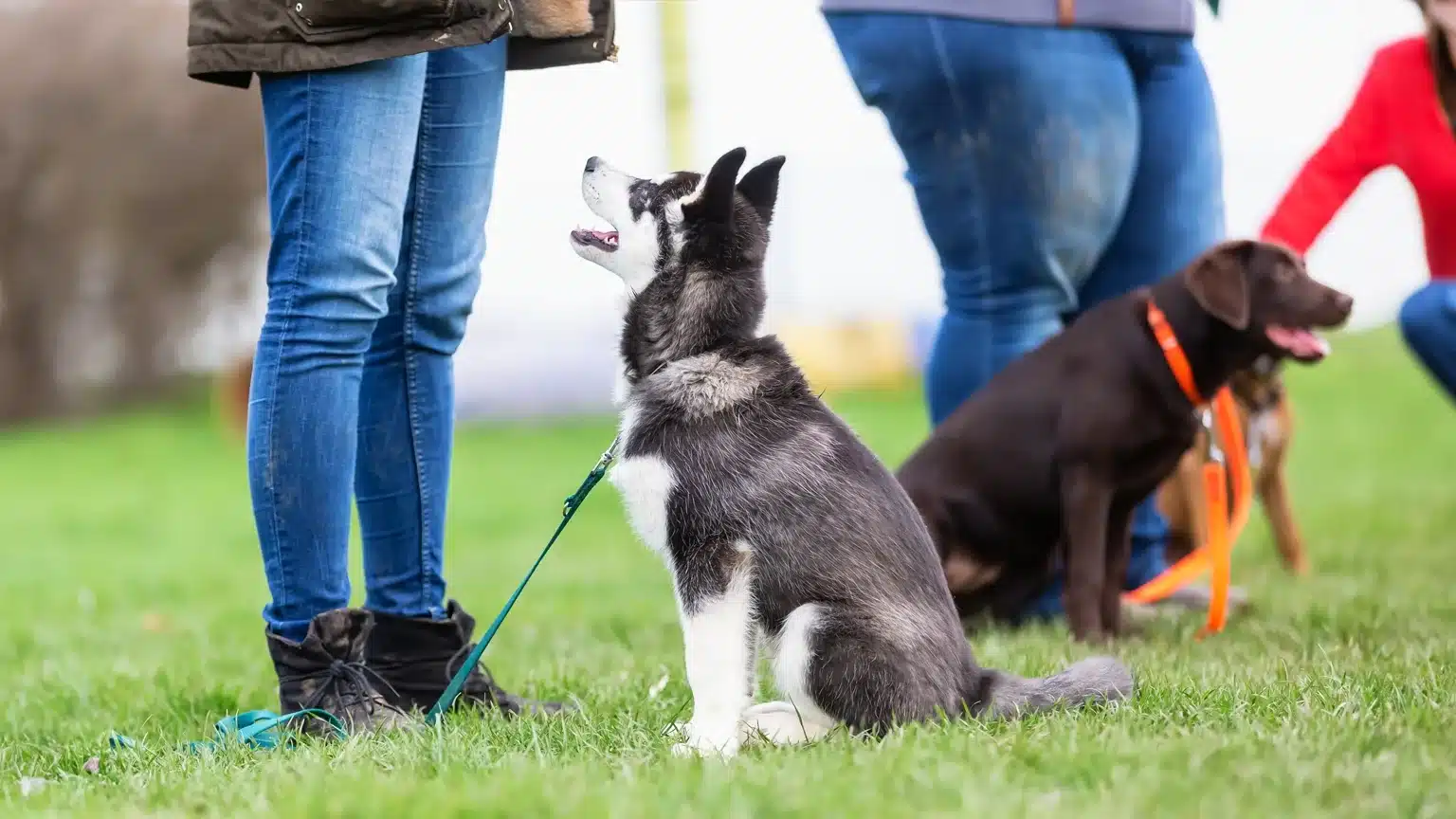 How to train your dog basic commands